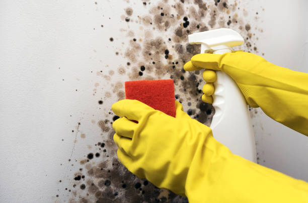 Best Mold Remediation  in Warr Acres, OK