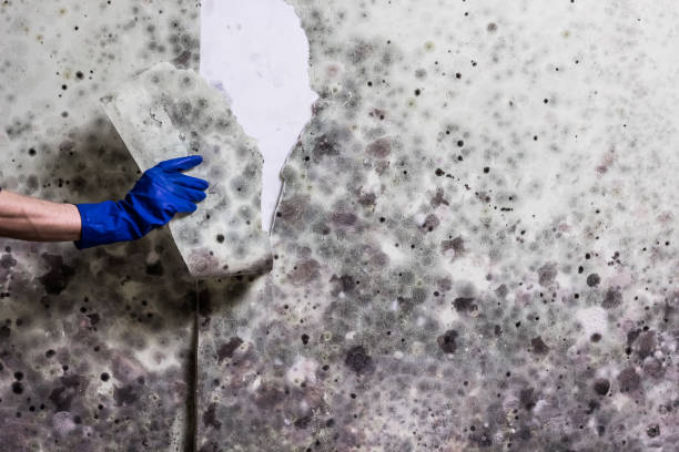 Best Fast Mold Removal  in Warr Acres, OK
