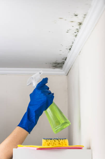 Best Mold Damage Repair  in Warr Acres, OK